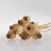 Dried poppy pods for sale